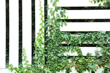 The Green Creeper Plant on the Wall