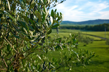 olive trees