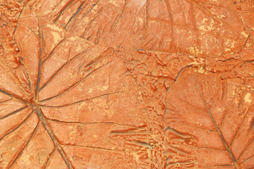 marks of leaf on the concrete pavement.