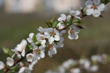 Spring blossom background