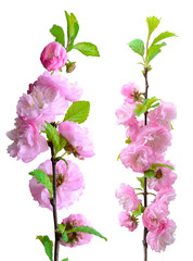 Fototapeta na wymiar Pink flowers isolated on white background