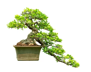 Keuken foto achterwand Bonsai bonsaiboom die op witte achtergrond wordt geïsoleerd