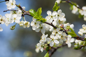 spring white blossom plum tree