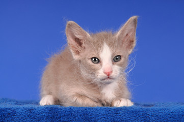 LaPerm Kätzchen Kitten liegend auf Blau