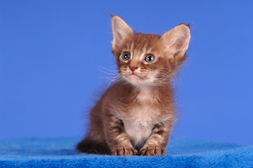 LaPerm Kätzchen Kitten sitzend auf Blau
