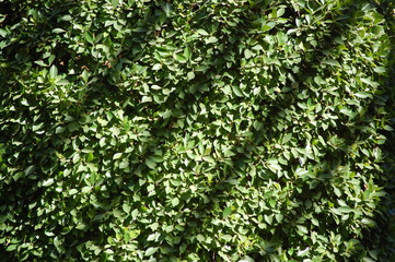 Obraz premium Hecke