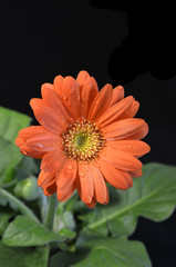 drops of dew on a flower