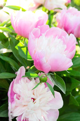 peony flower