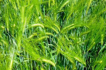 Fresh green wheat