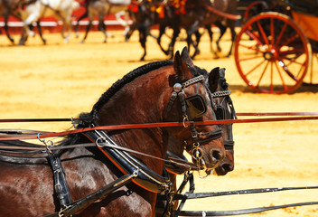 Exhibición de caballos, Andalucía, España