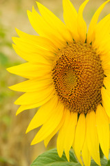 yellow sunflower