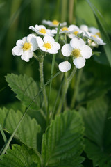 Wild Strawberries Flowers