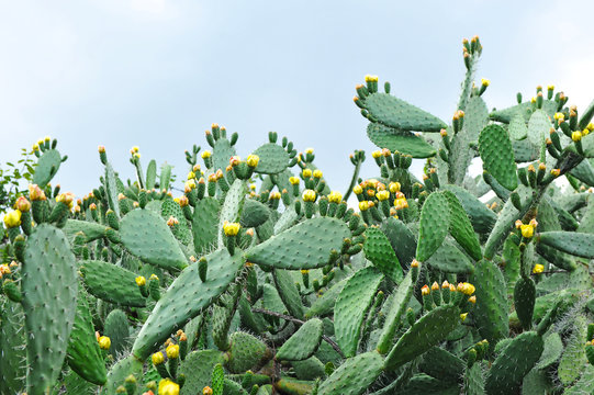 Chumbera con flores en primavera, nopal, cactus