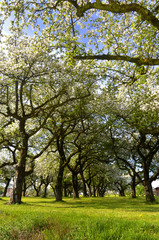 Alte Streuobstwiese im Frühjahr