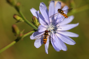 Schwebfliegen an Wegwarte