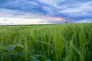 field landscape