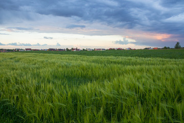 Fototapeta premium field landscape