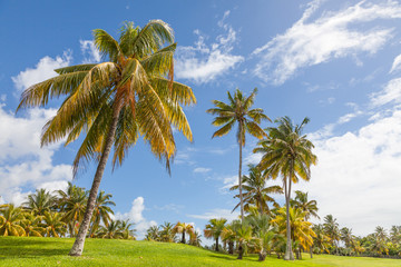 Fototapeta na wymiar Golfen unter Palmen auf mauritius