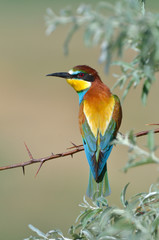 european bee-eater (Merops Apiaster) outdoor
