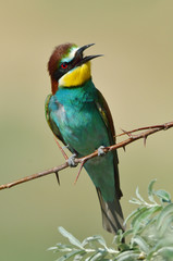 european bee-eater (Merops Apiaster) outdoor