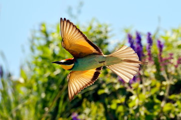 Fototapeta premium european bee-eater (Merops Apiaster) outdoor