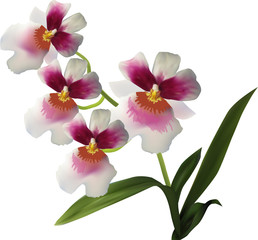 Naklejka na ściany i meble isolated white orchid flowers with dark centers