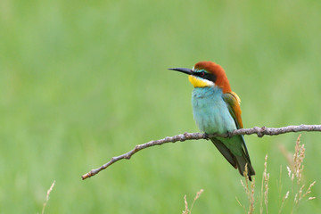 european bee-eater (Merops Apiaster) outdoor