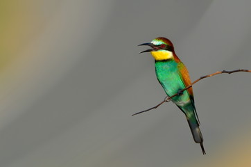 european bee-eater (Merops Apiaster) outdoor