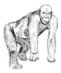 Fototapeta na wymiar ape sketch isolated on white