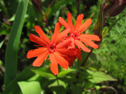Red campion flower (Lychnis haageana)