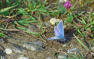 Blauer Bläuling