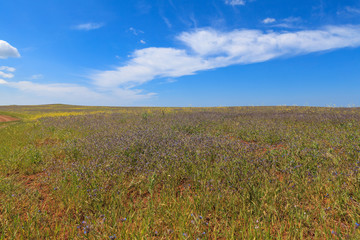 Fototapeta premium Flower meadow landscape