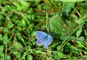 blauer Bläuling - Schmetterling