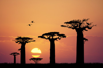 baobab silhouette at sunset - obrazy, fototapety, plakaty
