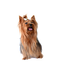 yorkshire terrier isolated on white