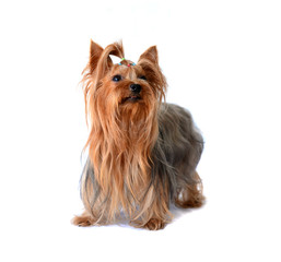 yorkshire terrier isolated on white