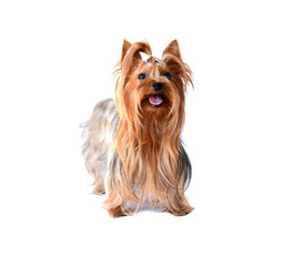 yorkshire terrier isolated on white
