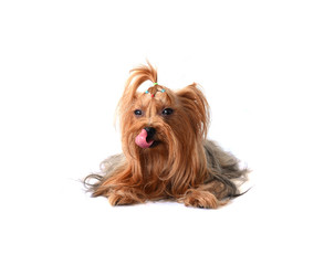 yorkshire terrier