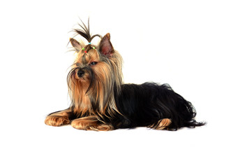 yorkshire terrier isolated on white