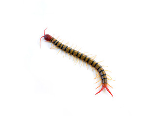 Centipede