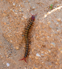 Centipede