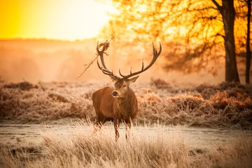 Fototapeten Red Deer in Morning Sun. © arturas kerdokas