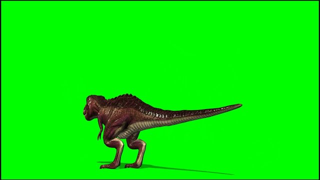 Dinosaur Tyrannosaurus T-Rex is attacking - green screen