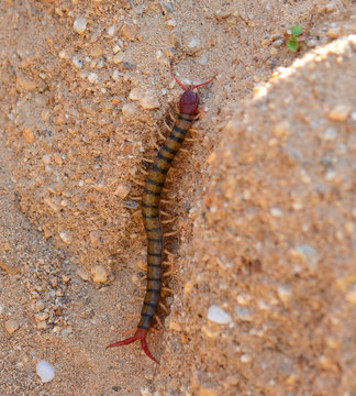 Centipede