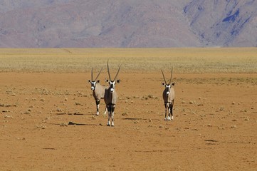 Oryxantilopen (oryx gazella) in den Tirasbergen
