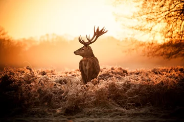 Foto auf Acrylglas Hirsch Rotwild in der Morgensonne.