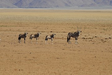 Fototapeta na wymiar Oryxherde (oryx gazella) in den Tirasbergen