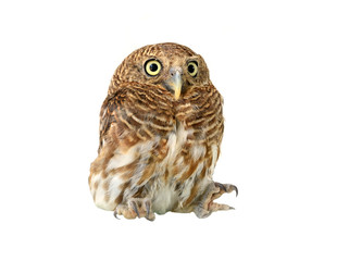 Fototapeta premium owl of white background