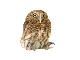 Crédence de cuisine en verre imprimé Hibou owl of white background