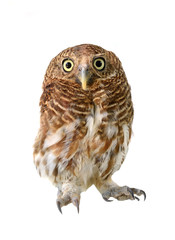 owl of white background
